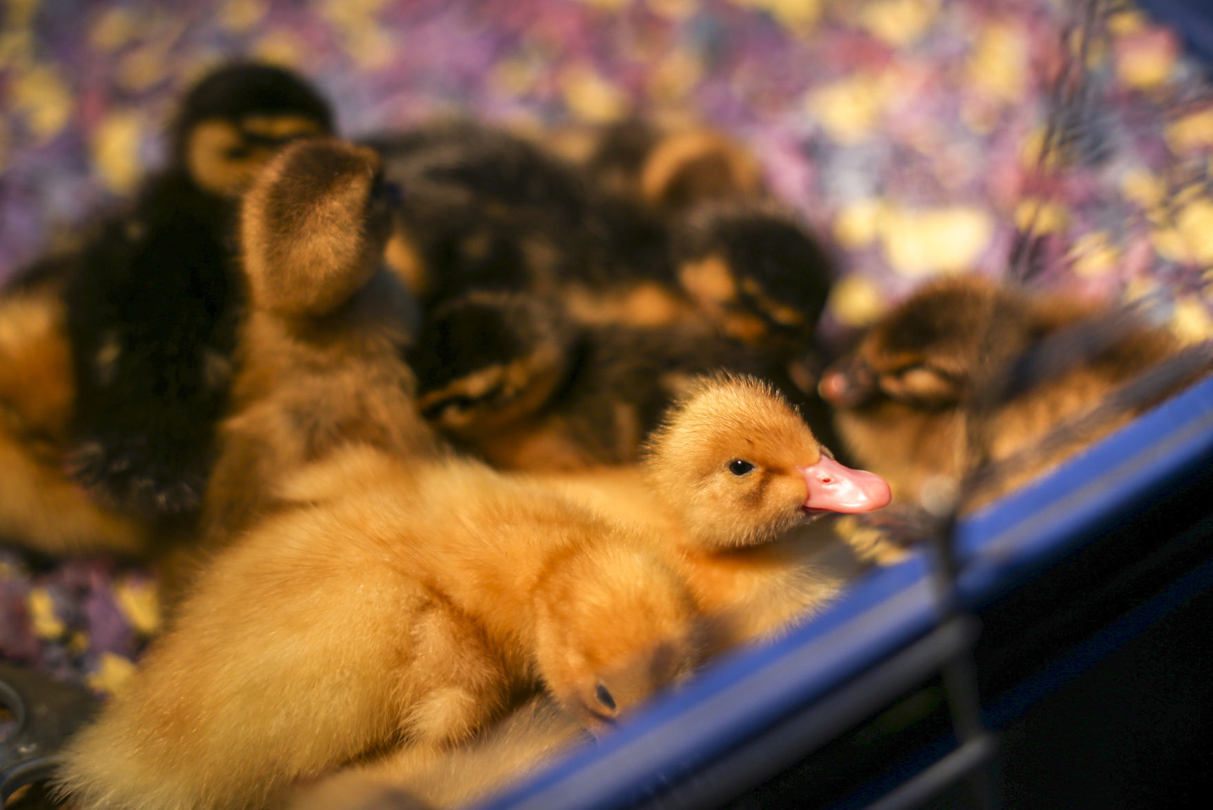 041419-mda-nws-ducks-011